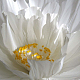 photo-2976852